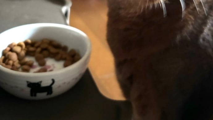 朝ゴハンが楽しみすぎるネッコ様♡~シニアニャンのご飯事情~
