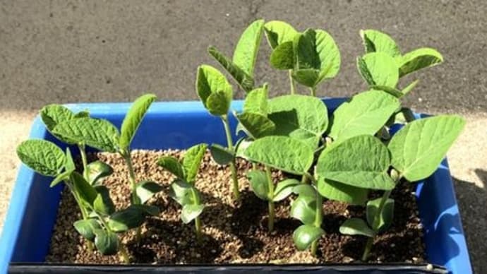 枝豆の摘芯断根栽培第2弾ー挿し木