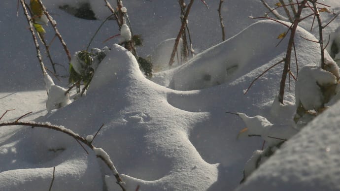 雪に埋もれたラズベリー2