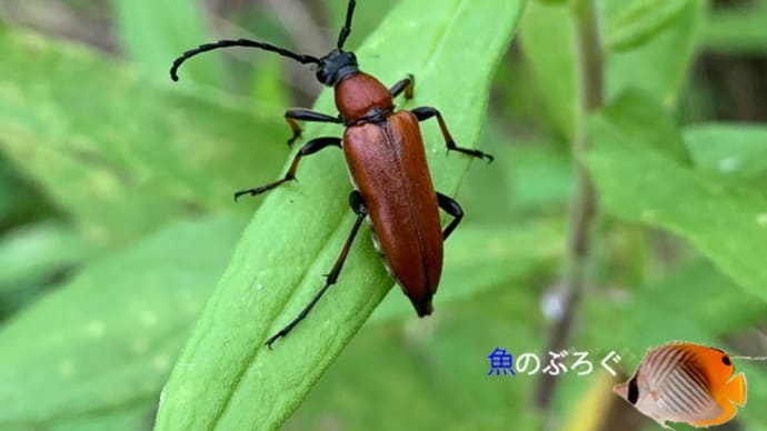 アカハナカミキリ