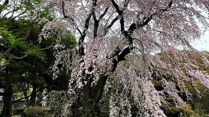 【休日はサクラ前線に気を掛けてみる】