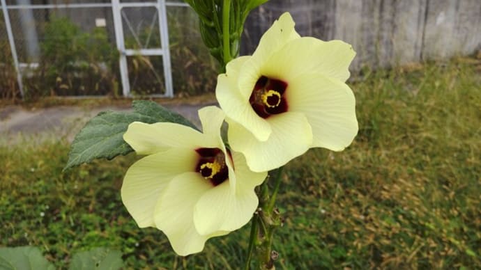 オクラ:野菜とは思えない美しい花