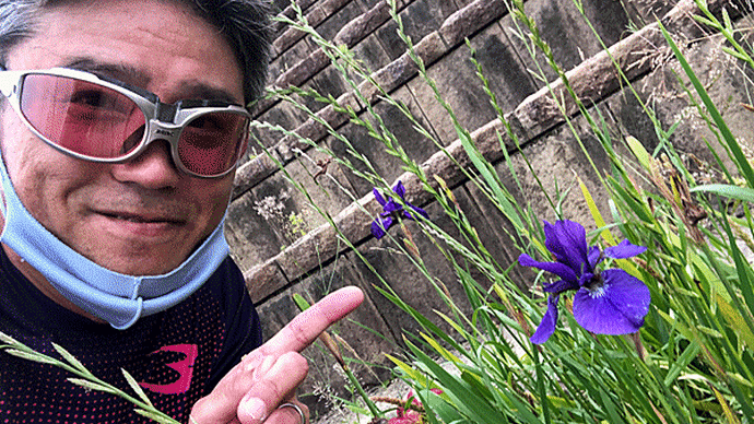 コース沿いに咲いてるのは・・・アヤメ?ショウブ?カキツバタ?