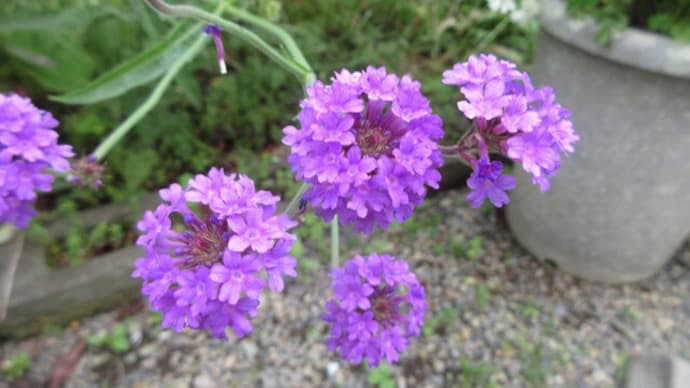 今日の花(バーベナ・リギダ)
