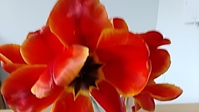 春の花 チューリップ