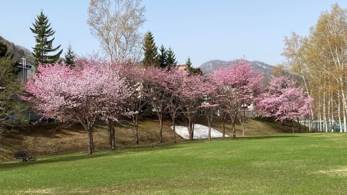 札幌は百花繚乱