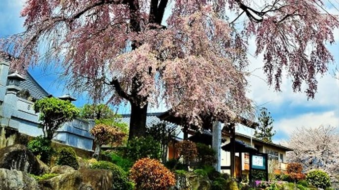 幻超寺のシダレザクラ