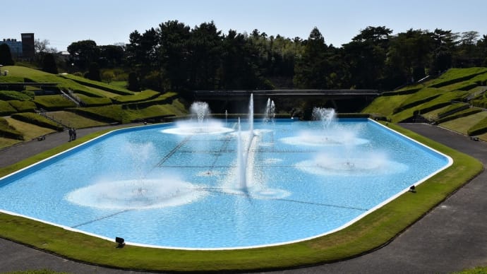 ショウキズイセン狩り 静岡県浜松市 はままつフラワーパーク(9)コキア