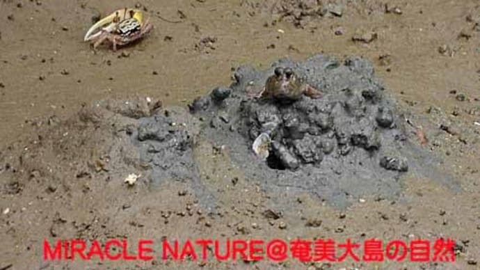 気になる前と後ろ、ミナミトビハゼ