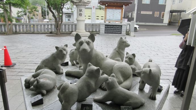 今日も凛々しい母犬
