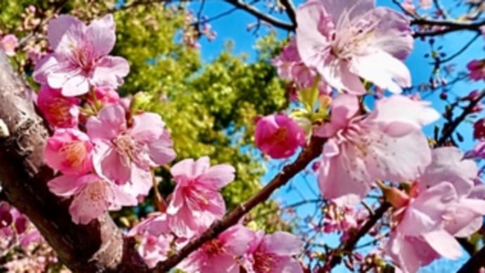 久々の散歩で蕗の薹を摘む
