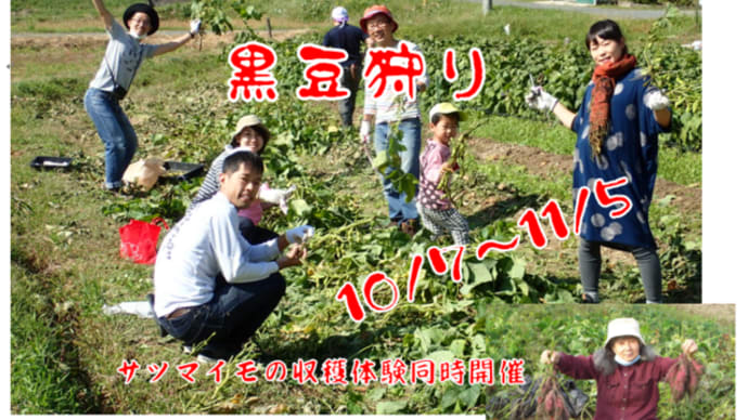 黒枝豆狩り終了