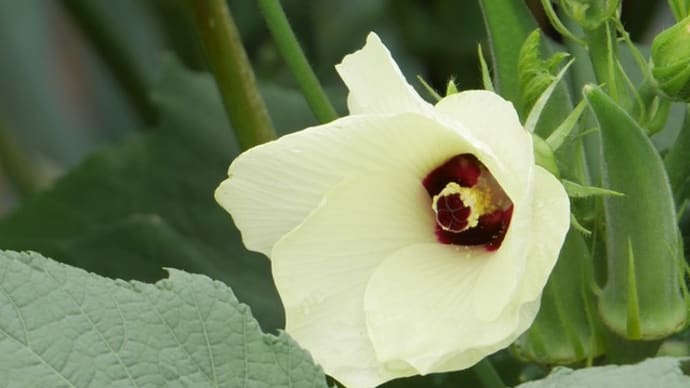 野菜の花