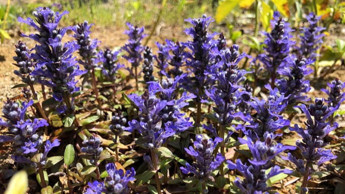 アジュガの花