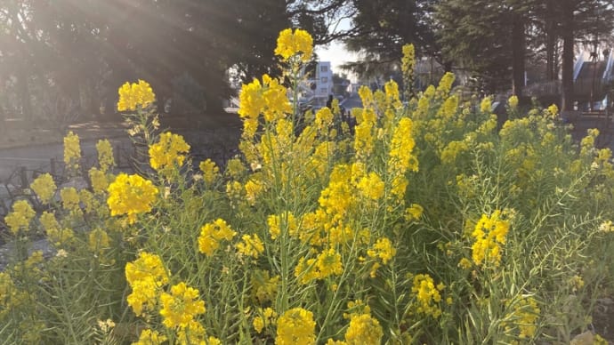 お花見開始!