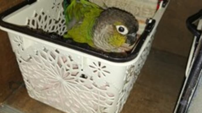 ホオミドリアカウロコインコ・マメの巣作り!?