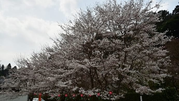 「奈良 桜の名所めぐり」 大野寺