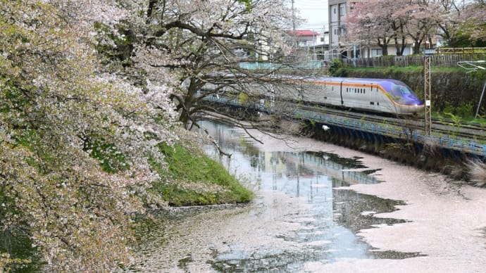 城下町の桜、花筏と新幹線。