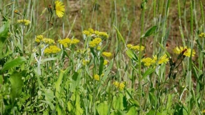 野の花、そして ガビチョウ