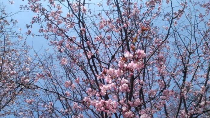 春だった!…が
