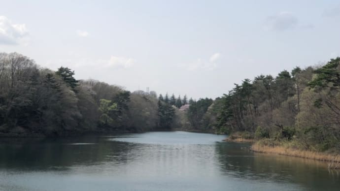 桜散歩