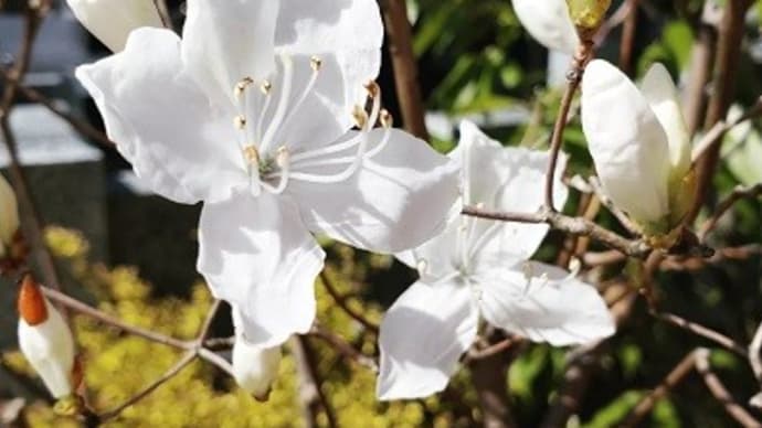 4月8日は「はなまつり」