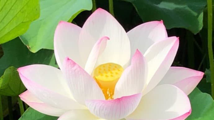 【青空の日に】ハスの花、写真に撮りました
