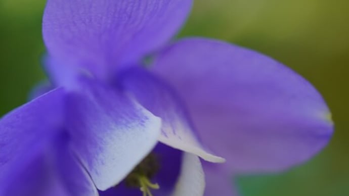 ●我が家の4月の花(6) ミヤマオダマキ 八重のチューリップ ラナンキュラス 八重の水仙