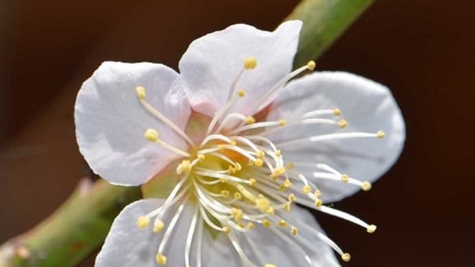 庭の実梅「藤五郎梅」2023 (1) 早春の花