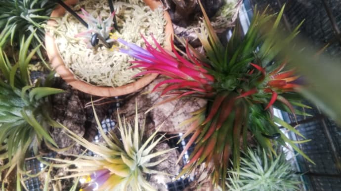 Tillandsia ionantha 'Fuego '黄色いやつ。