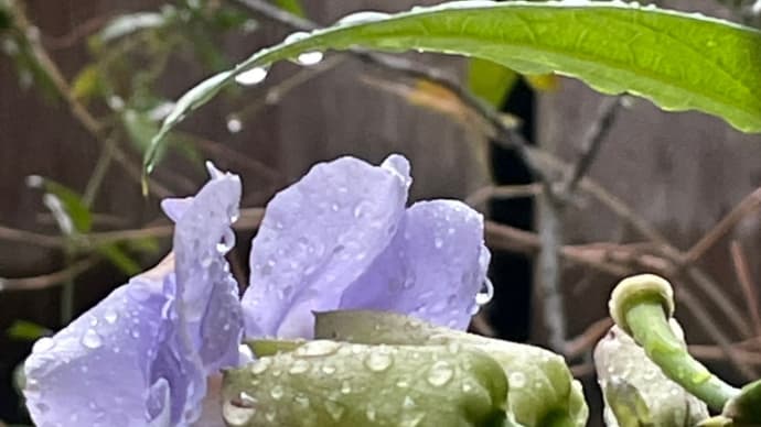 涙雨/雨の沖永良部島