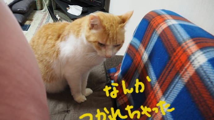 猫の習性