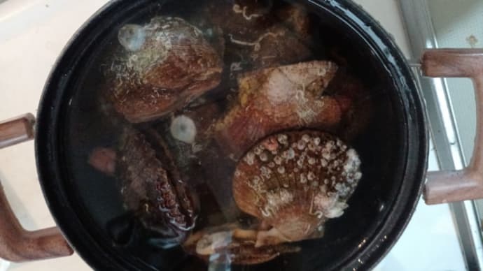 赤皿貝の酒蒸し