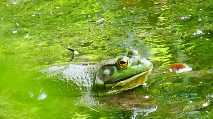 投票に行きましょう!