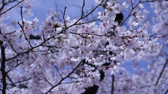 昨日は八幡山公園で花見を楽しみました。