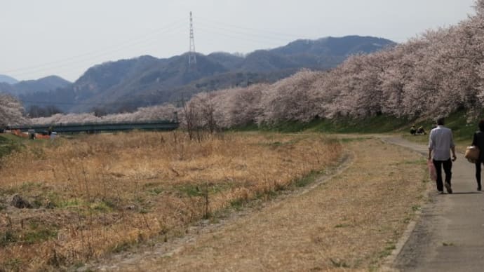 こだま千本桜2025