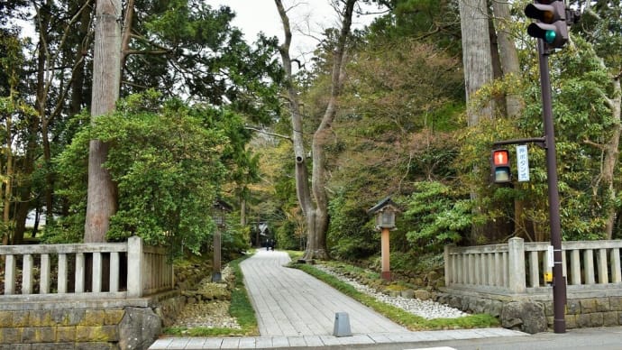 さくら狩り 新潟県西蒲原郡弥彦村弥彦 やひこ桜まつり:彌彦神社桜苑(4)桜苑から彌彦神社参道