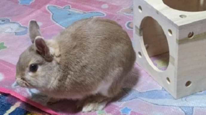 うさぎ学長!わちゃまる君!(その204)新築エンジョイ、わちゃまる君
