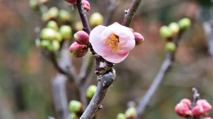 梅は咲いたか桜は・・・