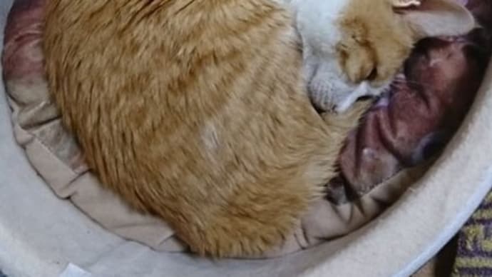 4月21日(木) 猫の麦とごまの日常日記
