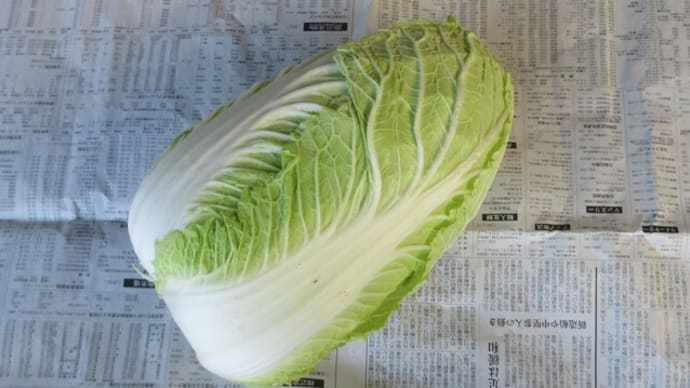 冬囲いのハクサイは歩留まりが良く今年は着実に消費
