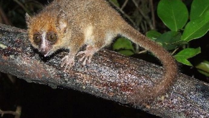 見つめているけれど それは恋じゃない ショウガラゴとネズミキツネザルの間で ドドメのぽっこりタイム 見つめているけれど それは恋じゃない ショウガラゴとネズミキツネザルの間で ドドメのぽっこりタイム