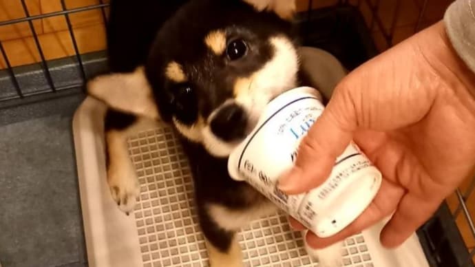 カップのヨーグルト
