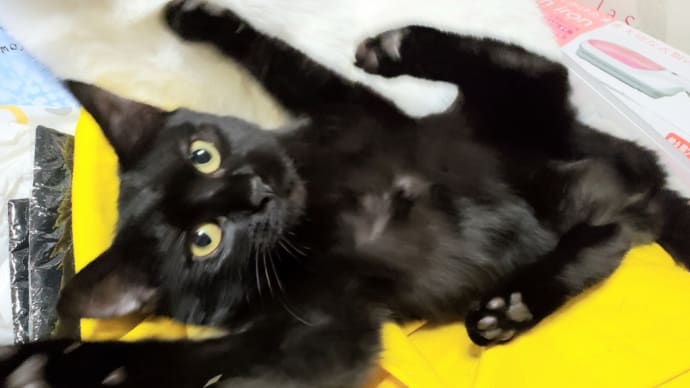 世界中の黒猫が笑顔になりますように