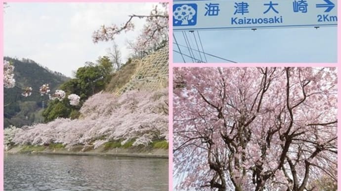 ⛺ キャンプ・その 25 からの海津大崎の🌸桜