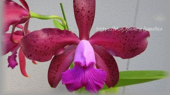 カトレア マウイ プラム 'ボルケーノ クイーン Lc. ( C.) Maui Plum 'Volcano Queen'