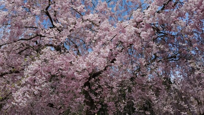 しだれ桜の里「竹田」たけくらべ広場ｉｎ2021①