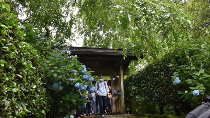 あじさい・しょうぶ狩り　神奈川県鎌倉市山ノ内　明月院：あじさい寺（6）山門から参道を下ります
