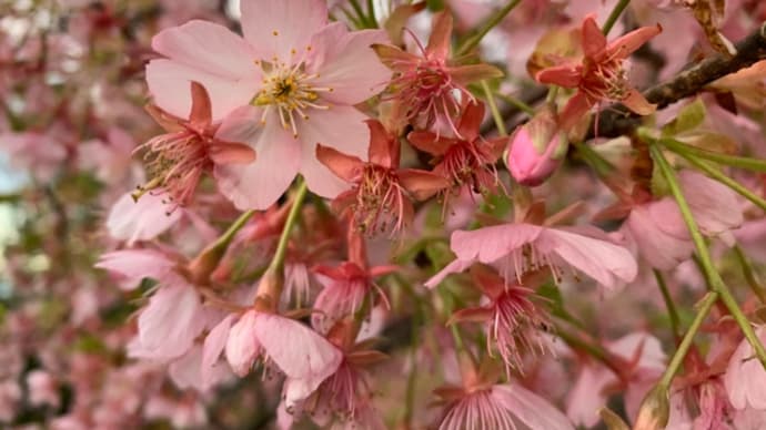 オサンポ walk - 植物plant: 何という名の桜 Sakura? what’s your name?