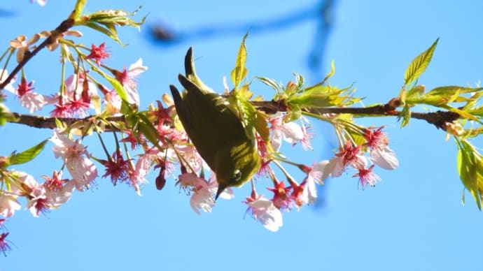 まだジョウビタキに会えた！ 花待ちの菅生沼